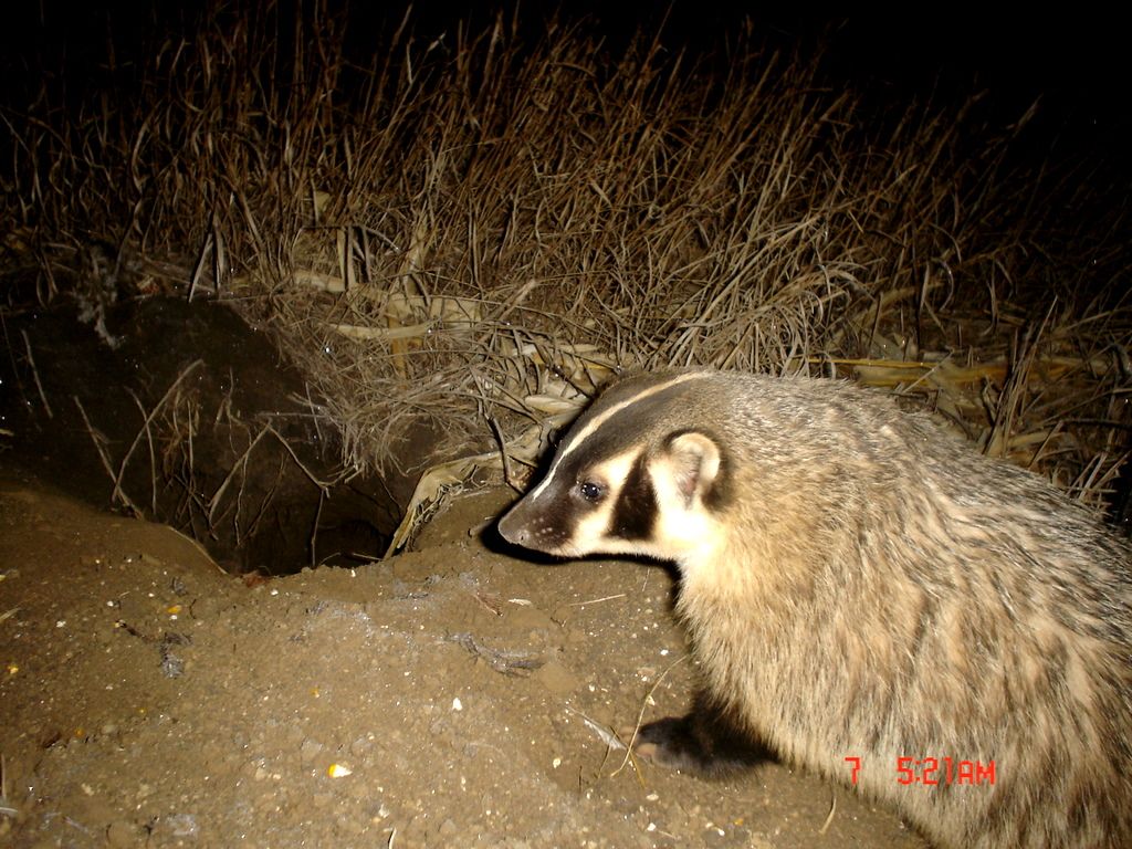 SW Minnesota trail pics 01182012 Duck Hunting Forum